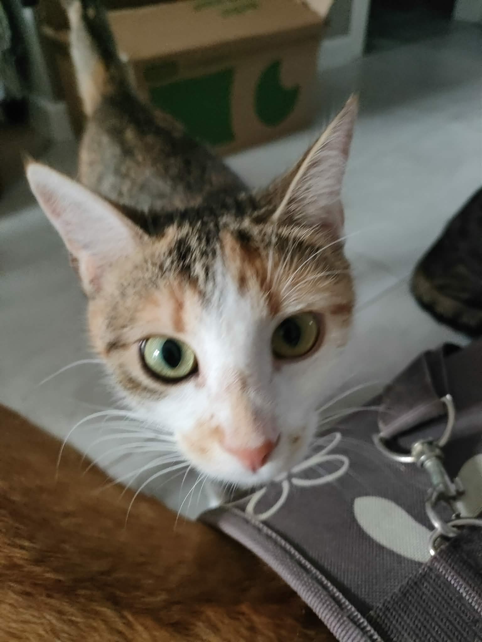 Lola