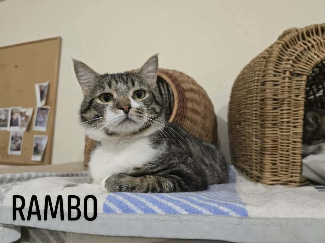 Rambo