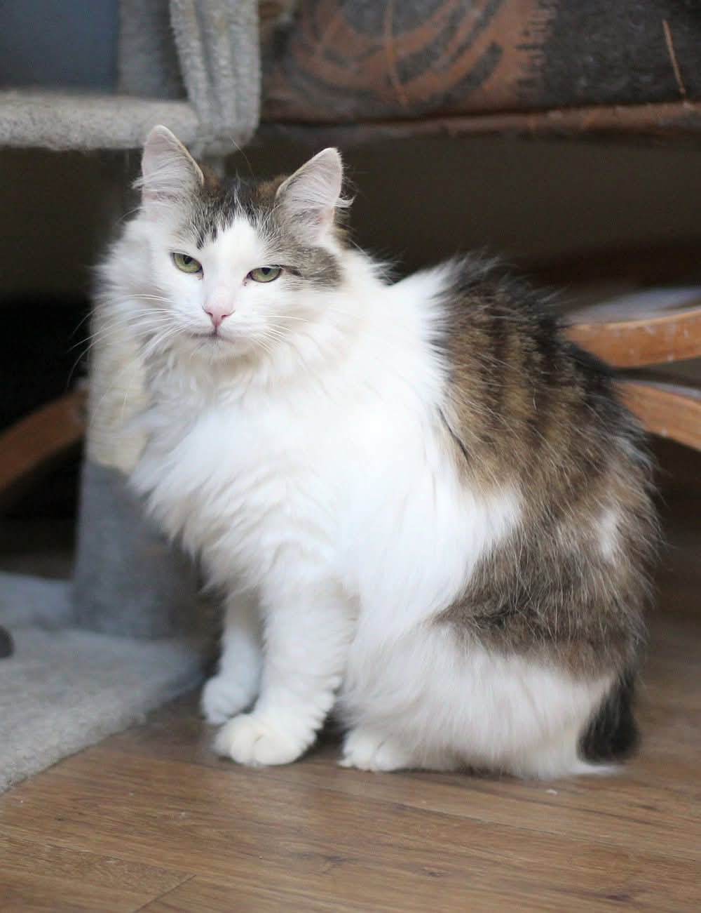 Kolia