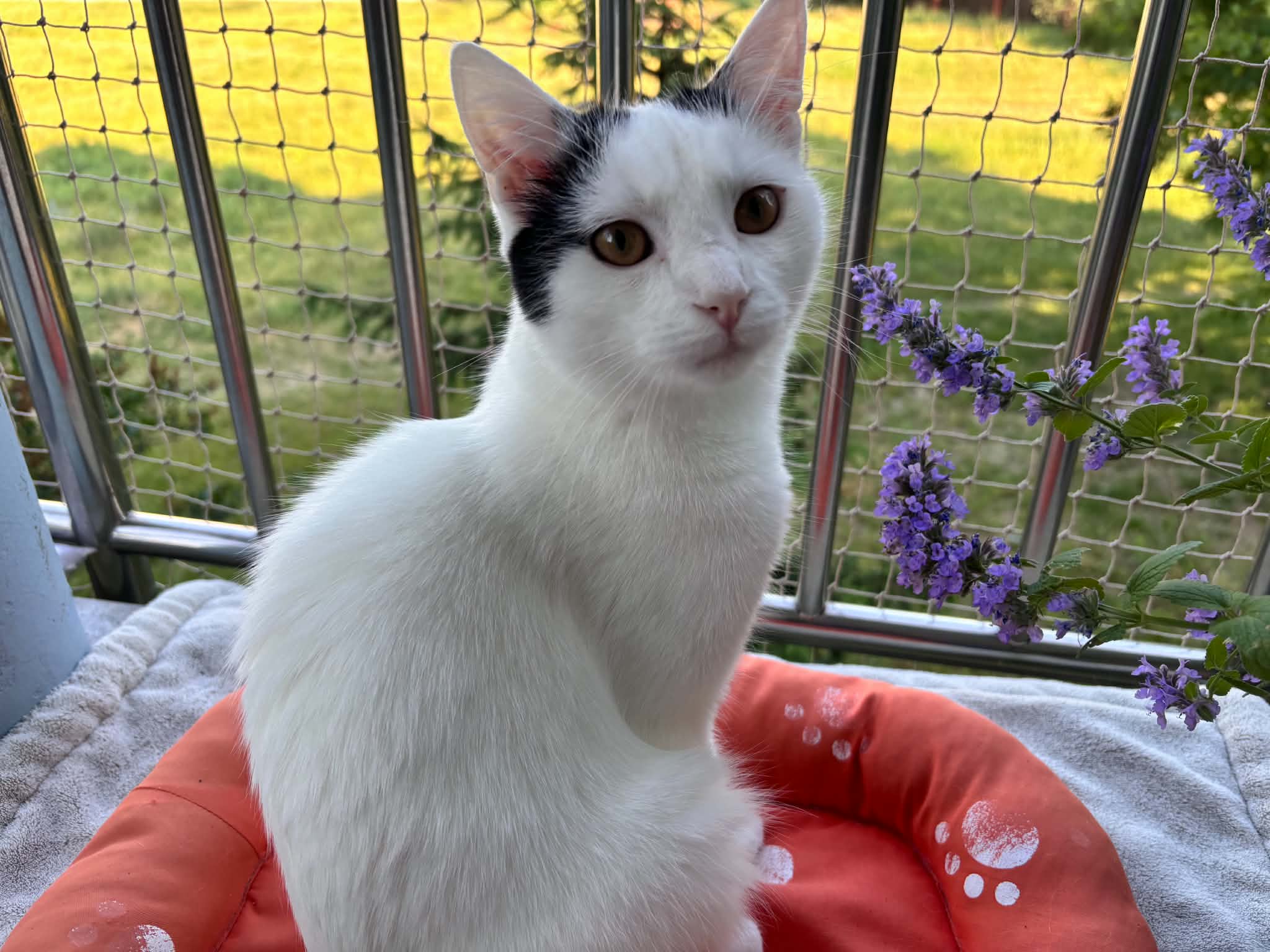 Seba