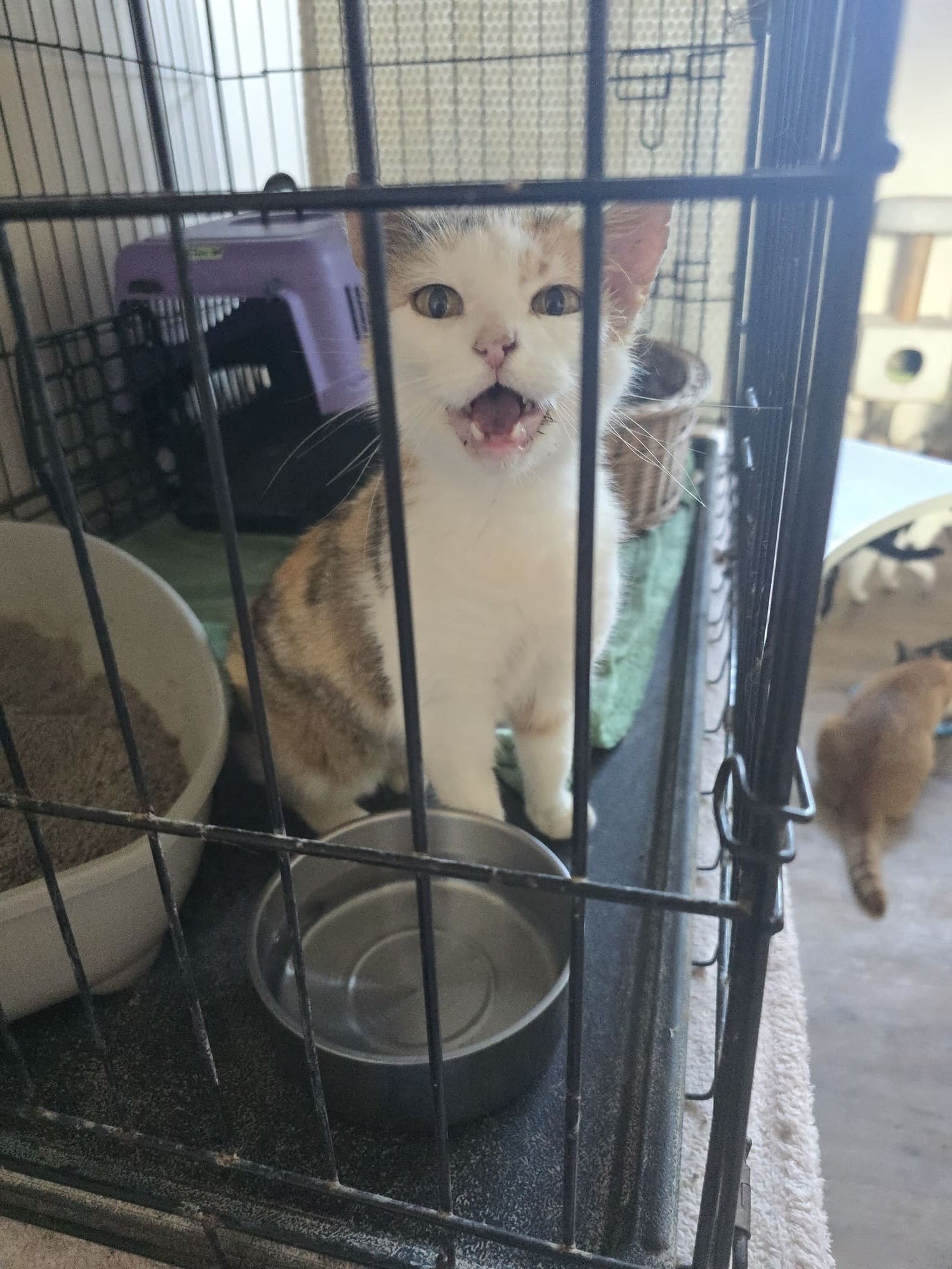 Hera